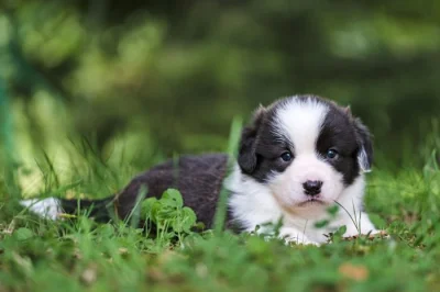 Welsh corgi cardigan