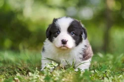 Welsh corgi cardigan