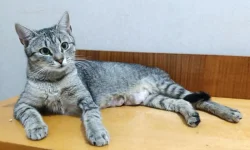 Kočička Zoi hledá nový domov