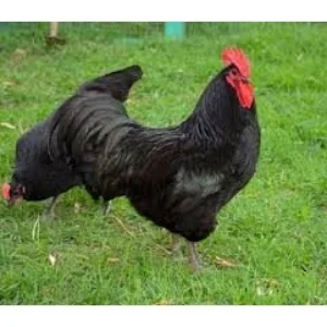 Násadová vejce