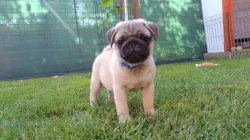 Mops