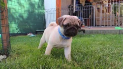 Mops