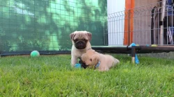 Mops