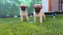Mops