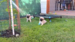 Mops