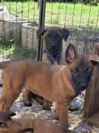 Štěňata, BO Malinois