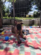 Štěňata, BO Malinois