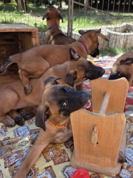 Štěňata, BO Malinois