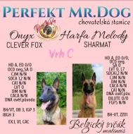 Štěňata, BO Malinois