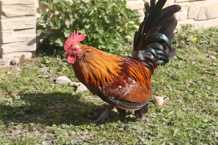 Kohoutci rousná zakrslá