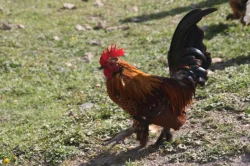 Kohoutci rousná zakrslá