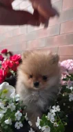 Pomeranian