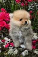 Pomeranian