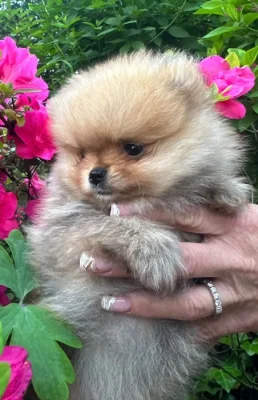 Pomeranian
