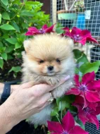 Pomeranian