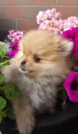 Pomeranian