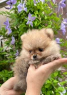 Pomeranian