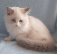 RAGDOLL KOŤÁTKA :