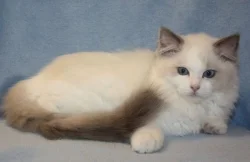 RAGDOLL KOŤÁTKA :