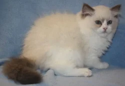 RAGDOLL KOŤÁTKA :