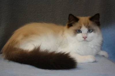 RAGDOLL KOŤÁTKA :