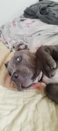 American Bully XL