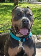American Bully XL