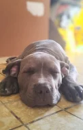 American Bully XL