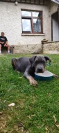 American Bully XL