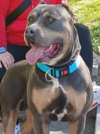 American Bully XL