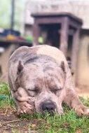 American Bully XL