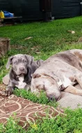 American Bully XL
