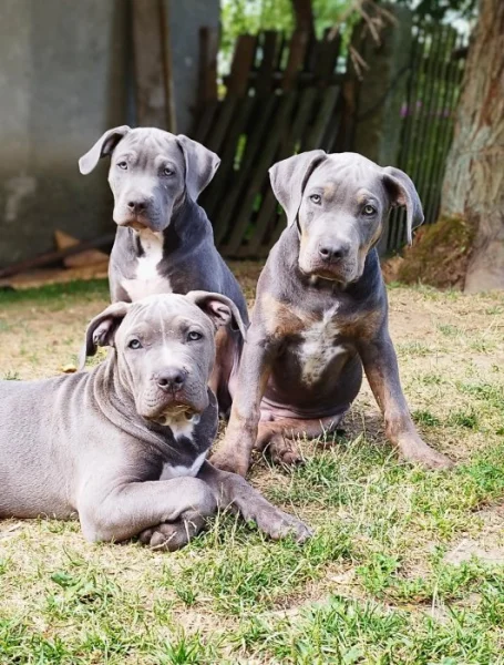 American Bully XL