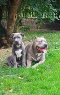 American Bully XL