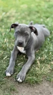 American Bully XL