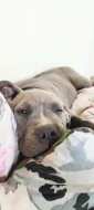 American Bully XL