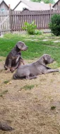 American Bully XL