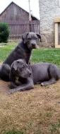 American Bully XL