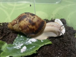 Archachatina marginata ovum Nigeria acromelanic 🐌