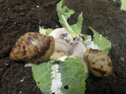 Archachatina marginata ovum Nigeria acromelanic 🐌