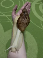 Lissachatina reticulata classic a albino body 🐌