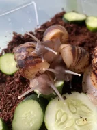 Lissachatina reticulata classic a albino body 🐌