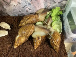 Lissachatina reticulata classic a albino body 🐌
