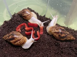 Lissachatina reticulata classic a albino body 🐌