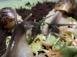 Lissachatina reticulata classic a albino body 🐌