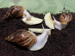 Lissachatina reticulata classic a albino body 🐌
