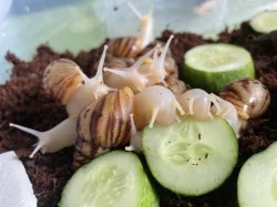 Lissachatina reticulata classic a albino body 🐌