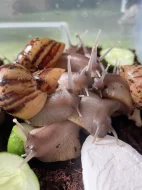 Lissachatina reticulata classic a albino body 🐌