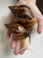 Lissachatina reticulata classic a albino body 🐌