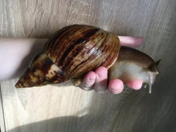 Lissachatina reticulata classic a albino body 🐌